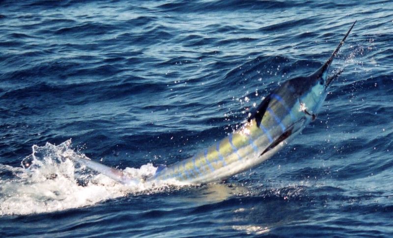 striped-marlin - Hot Fishing Charters Bermagui